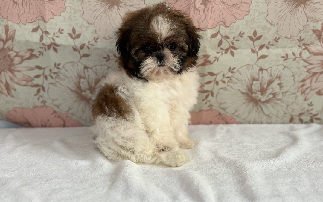 FEMALE SHIHTZU PUPPY