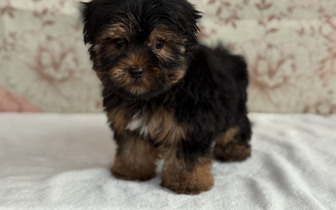 FEMALE YORKSHIRE TERRIER PUPPY