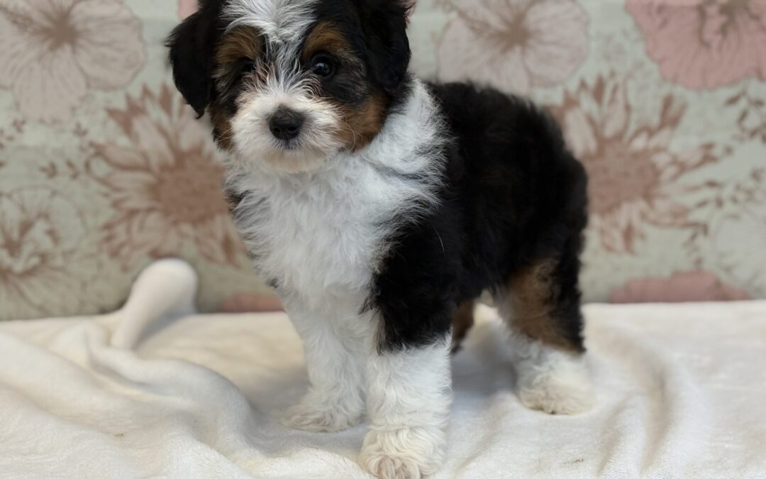 FEMALE MINI AUSSIEDOODLE PUPPY