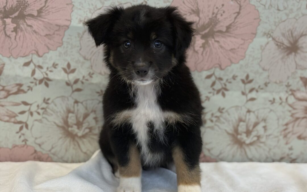 FEMALE TOY AUSTRALIAN SHEPHERD PUPPY