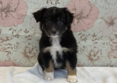 FEMALE TOY AUSTRALIAN SHEPHERD PUPPY