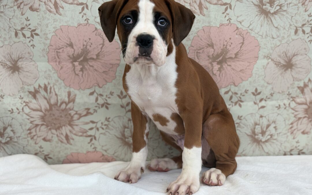 MALE BOXER PUPPY