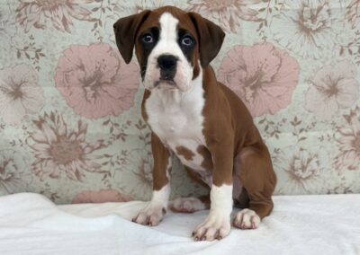 MALE BOXER PUPPY
