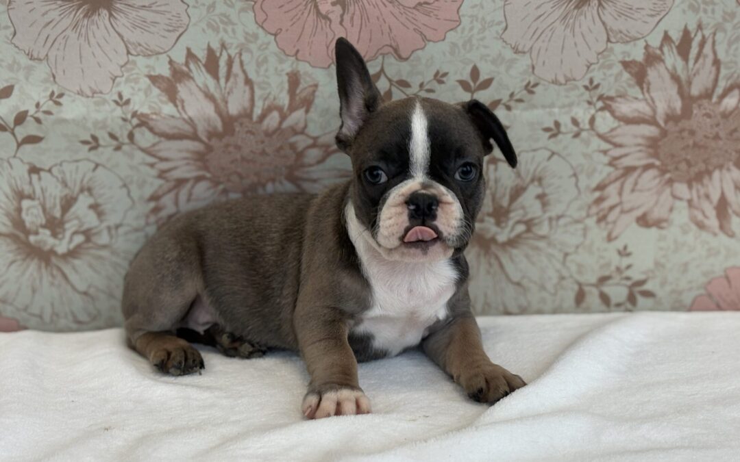 FEMALE FRENCH BULLDOG PUPPY