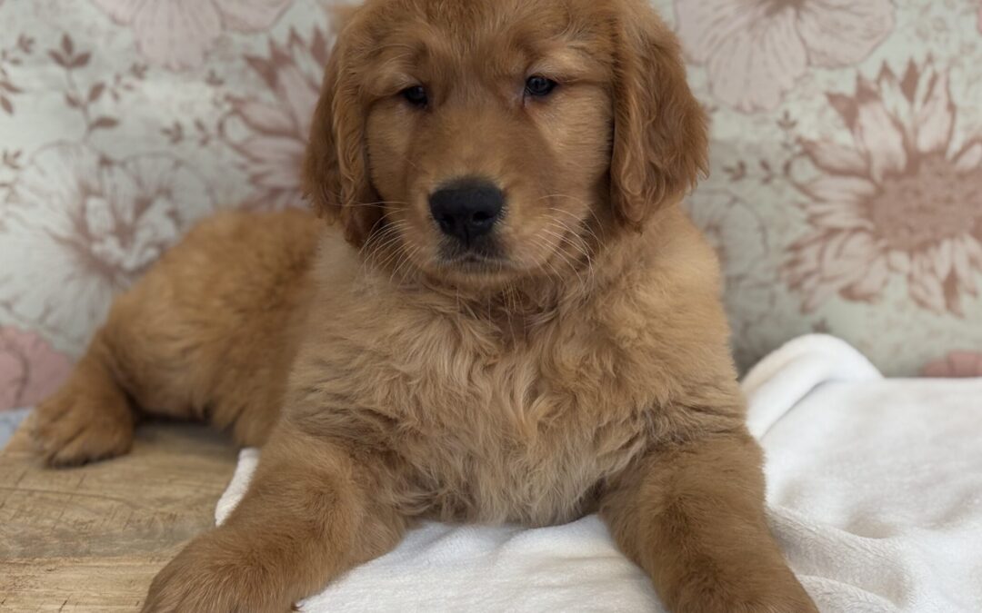 MALE GOLDEN RETRIEVER PUPPY
