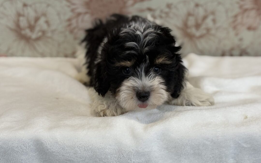MALE HAVANESE PUPPY
