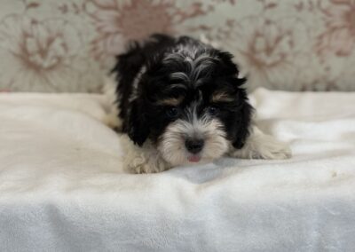 MALE HAVANESE PUPPY