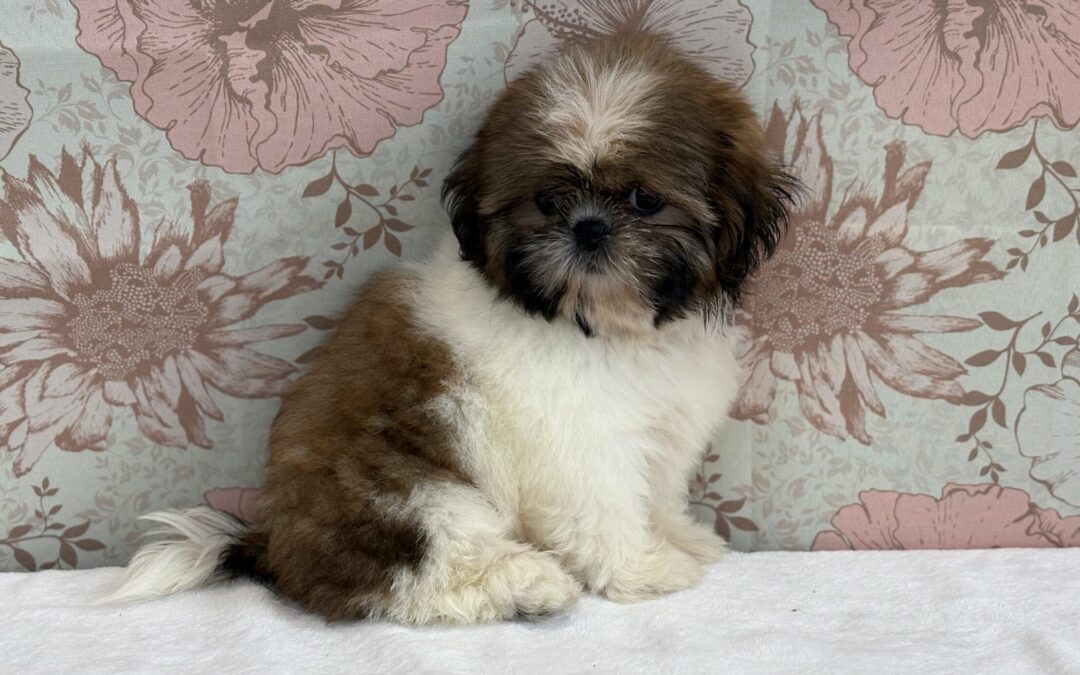 FEMALE SHIHTZU PUPPY