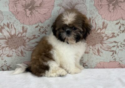 FEMALE SHIHTZU PUPPY