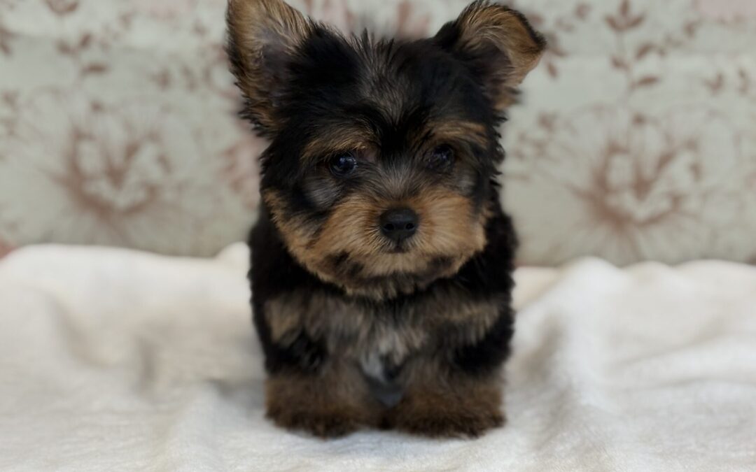 MALE YORKSHIRE TERRIER PUPPY
