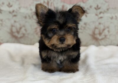 MALE YORKSHIRE TERRIER PUPPY