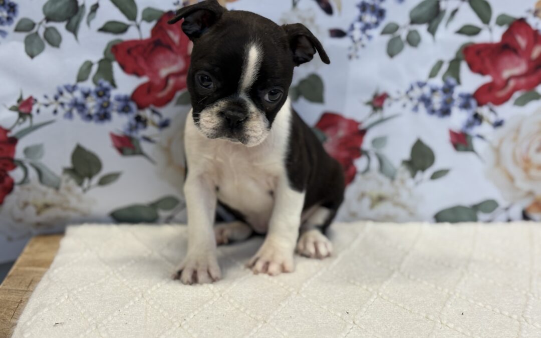 FEMALE BOSTON TERRIER PUPPY