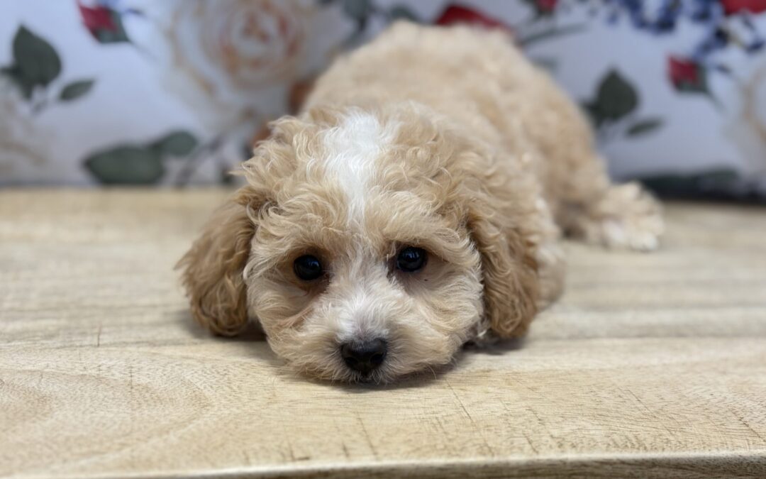 MALE MALTIPOO PUPPY