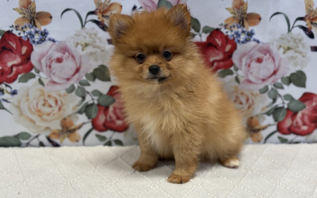 MALE POMERANIAN PUPPY