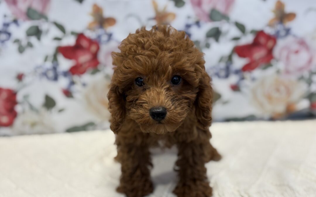 MALE TOY POODLE PUPPY