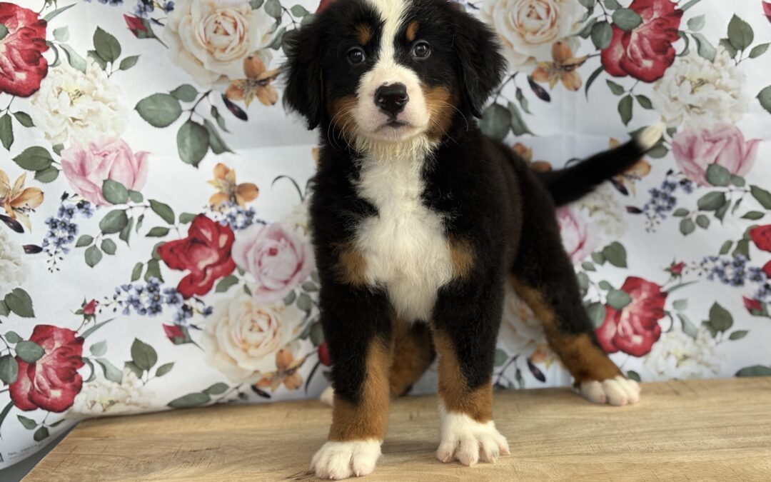 FEMALE BERNESE MOUNTAIN DOG PUPPY
