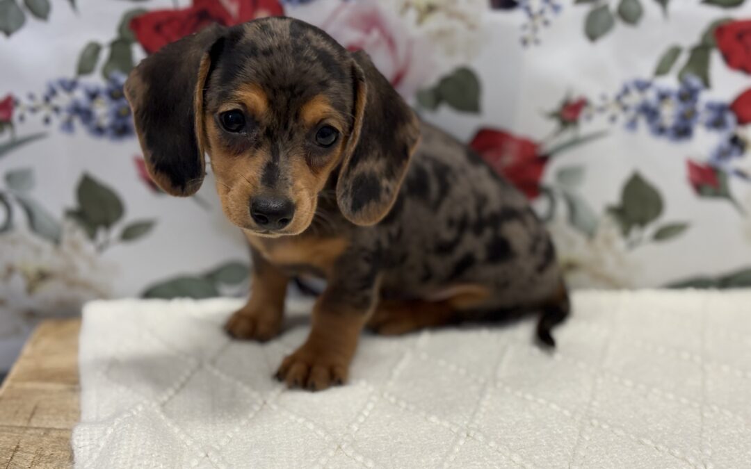 MALE CHIWEENIE PUPPY