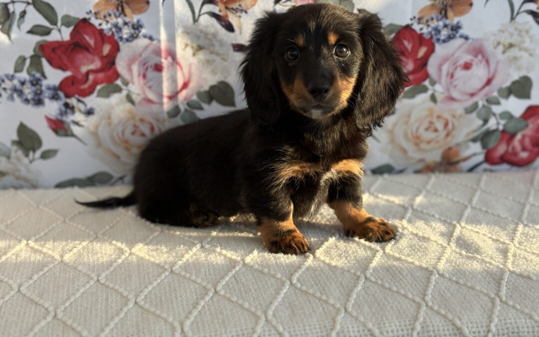 MALE MINIATURE DACHSHUND PUPPY