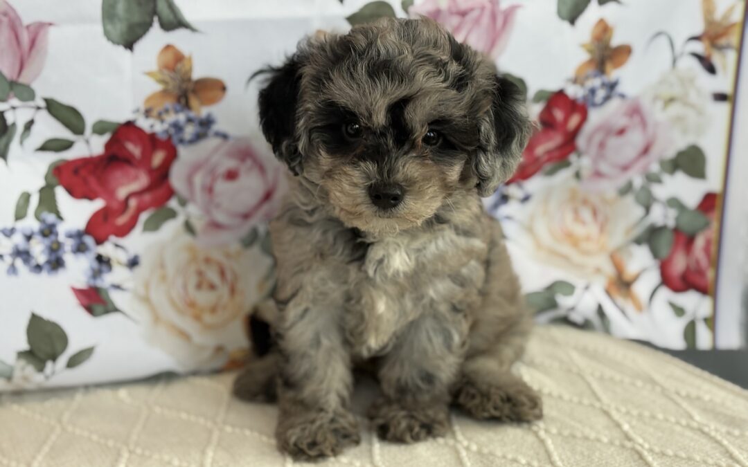MALE MALTIPOO PUPPY