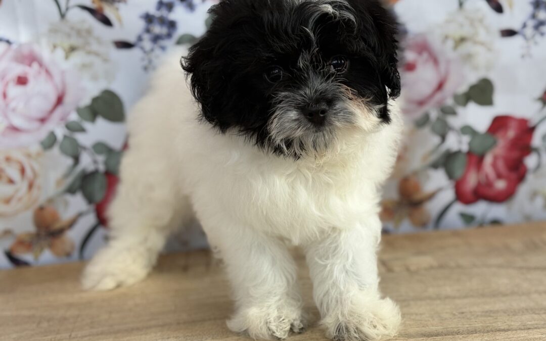 FEMALE MALTIPOO PUPPY