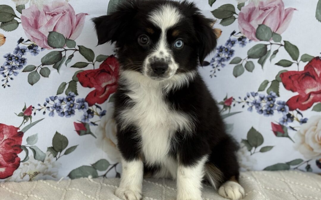FEMALE MINI AUSTRALIAN SHEPHERD PUPPY