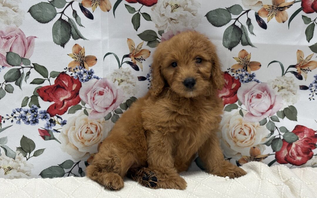 FEMALE MINI GOLDENDOODLE PUPPY
