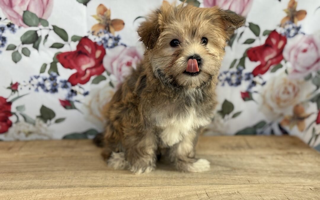 MALE MORKIE PUPPY