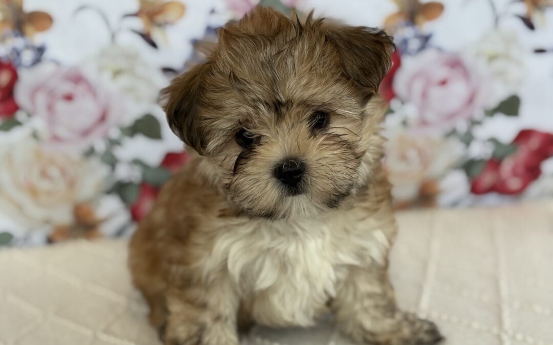 MALE MORKIE PUPPY