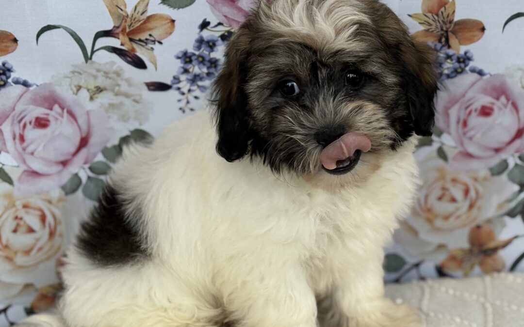 FEMALE TEDDYBEAR PUPPY