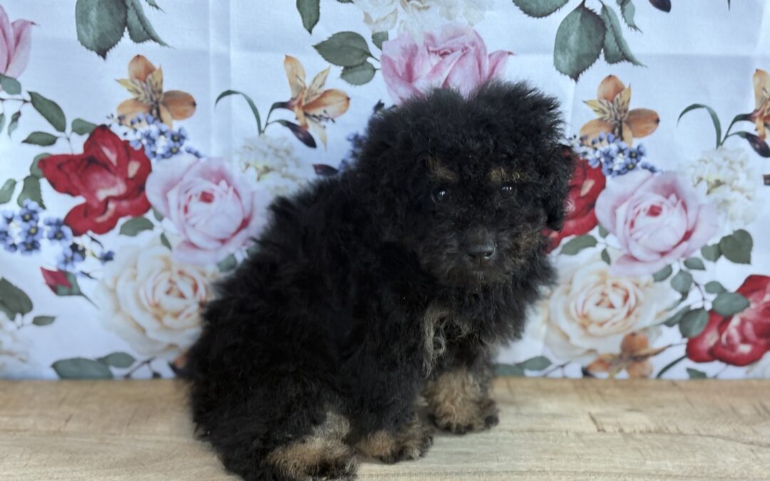 MALE YORKIEPOO PUPPY