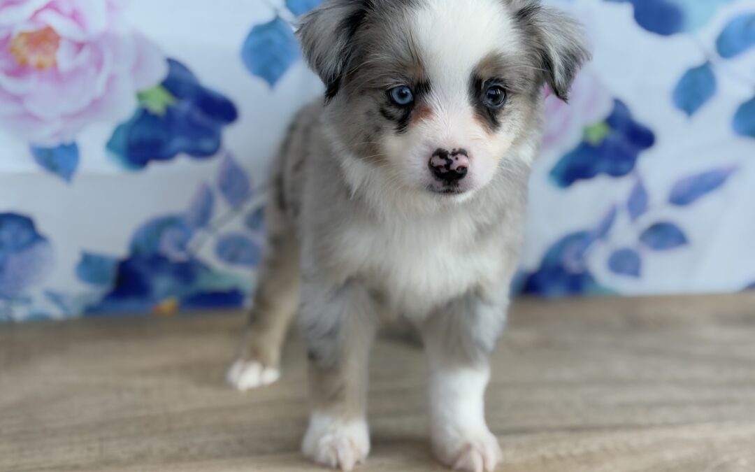 FEMALE AUSSIEPOO PUPPY