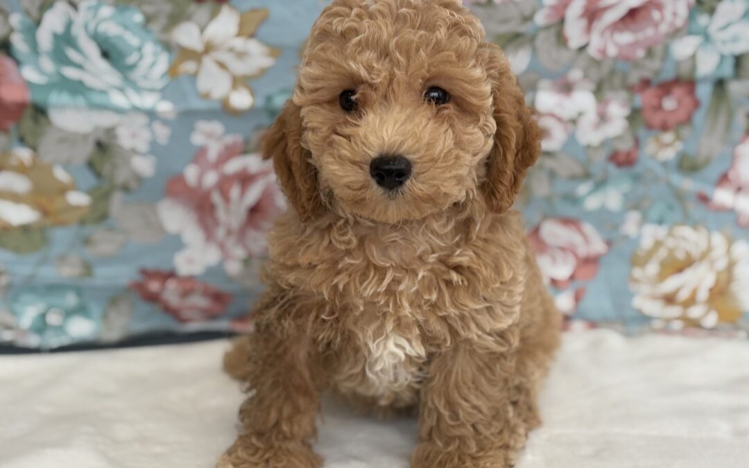 FEMALE BICHAPOO PUPPY