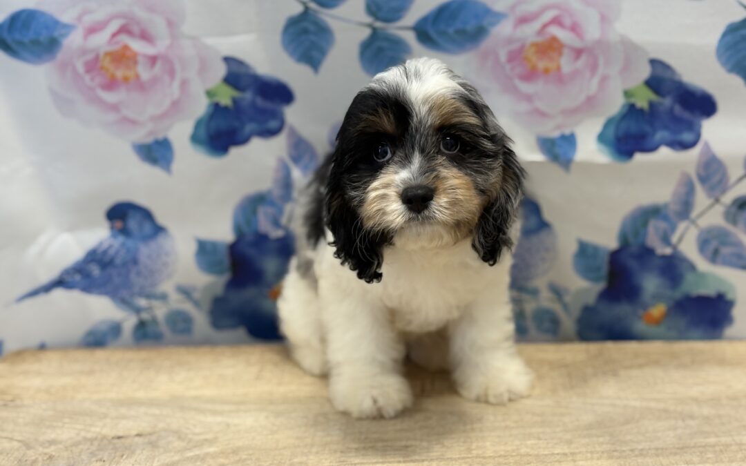FEMALE CAVAPOO PUPPY
