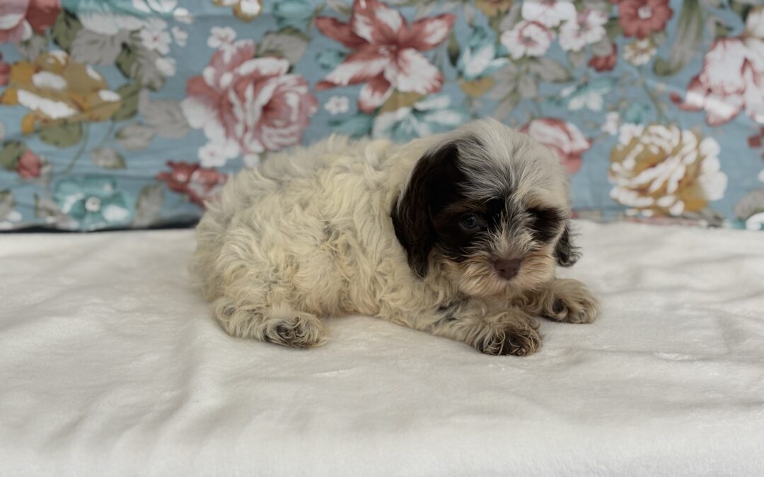 MALE COCKAPOO PUPPY