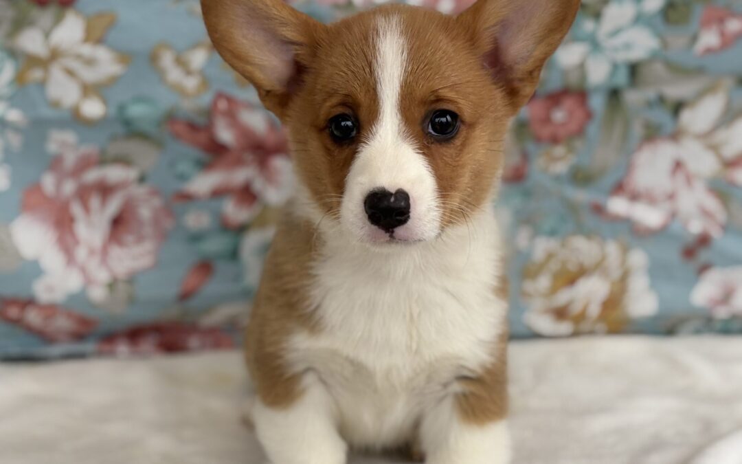 FEMALE PEMBROKE WELSH CORGI PUPPY