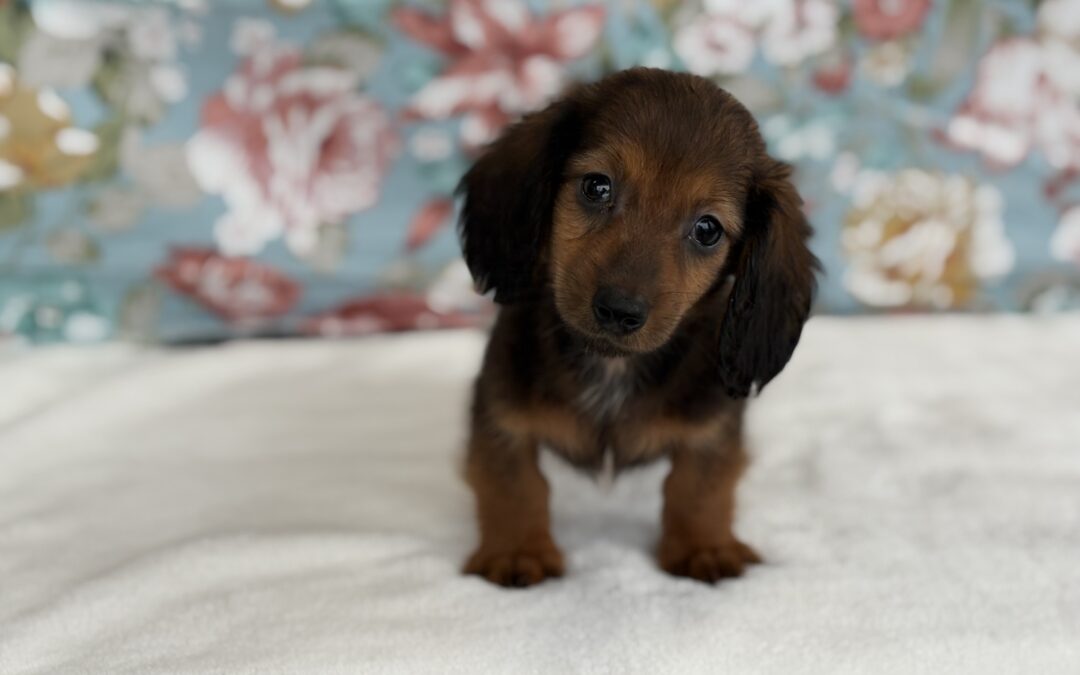 MALE MINIATURE DACHSHUND PUPPY