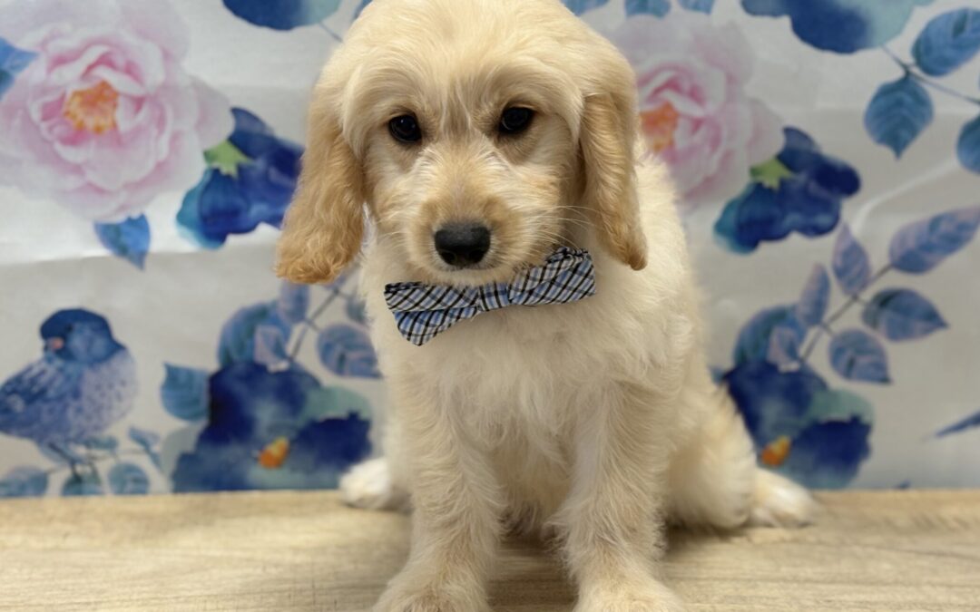 MALE MINI GOLDENDOODLE PUPPY