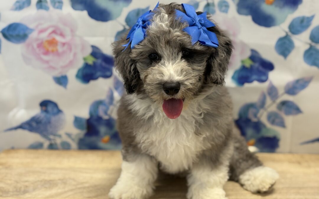 FEMALE MINI BERNEDOODLE PUPPY
