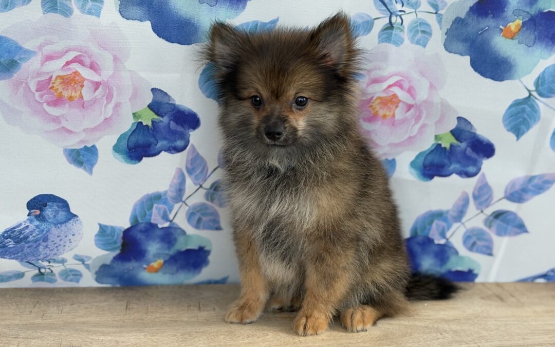 MALE POMERANIAN PUPPY
