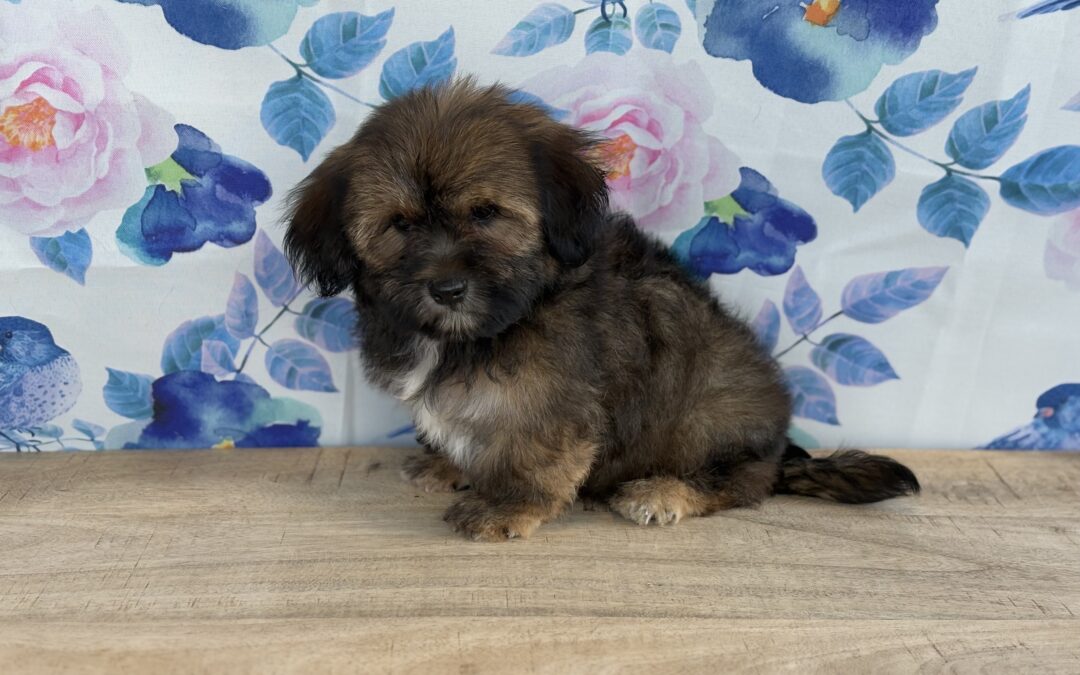 MALE SHORKIE PUPPY