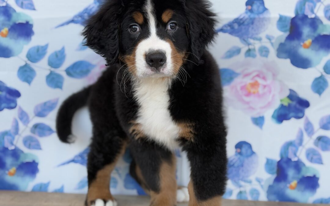 MALE BERNESE MOUNTAIN DOG