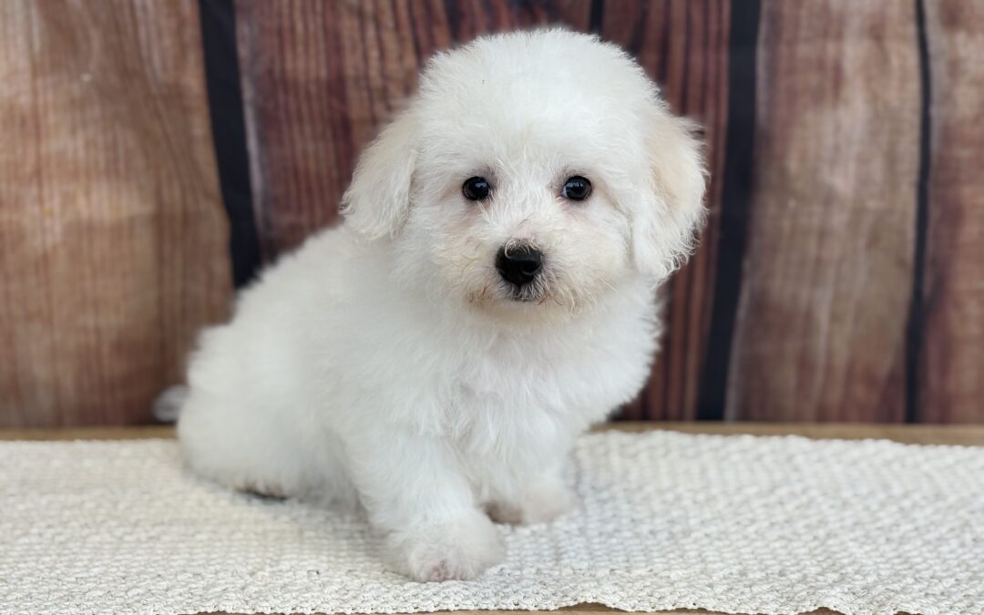 MALE BICHON PUPPY