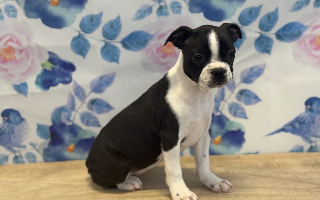 FEMALE BOSTON TERRIER PUPPY