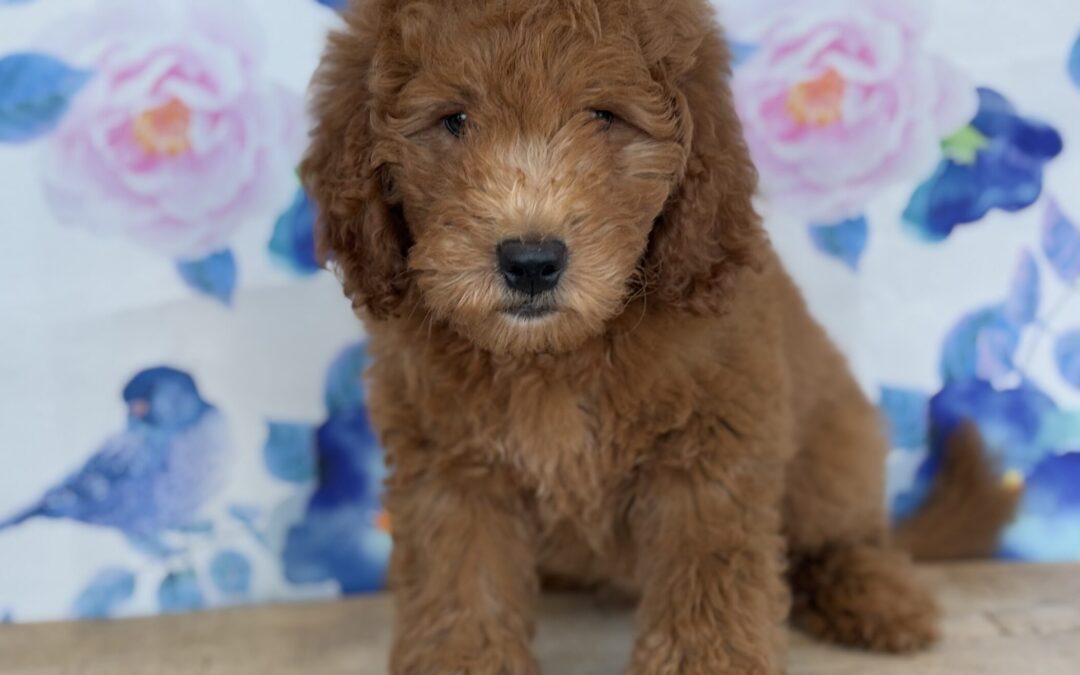 MALE MINI GOLDENDOODLE PUPPY