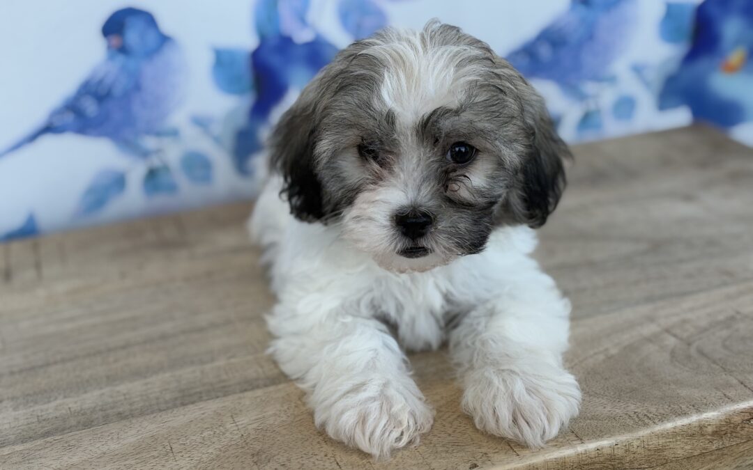 FEMALE HAVAMALT PUPPY