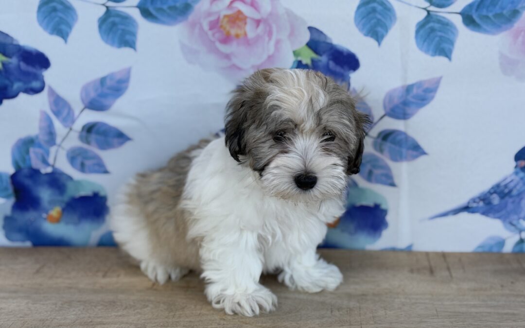 MALE HAVATON PUPPY