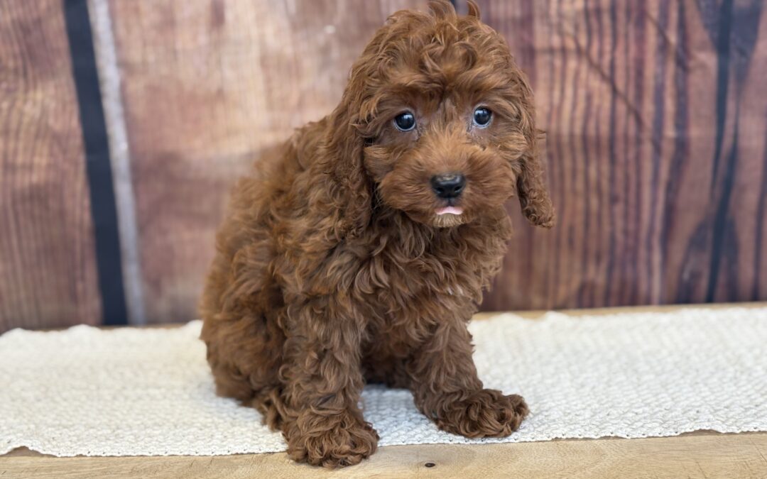 MALE CAVAPOO PUPPY