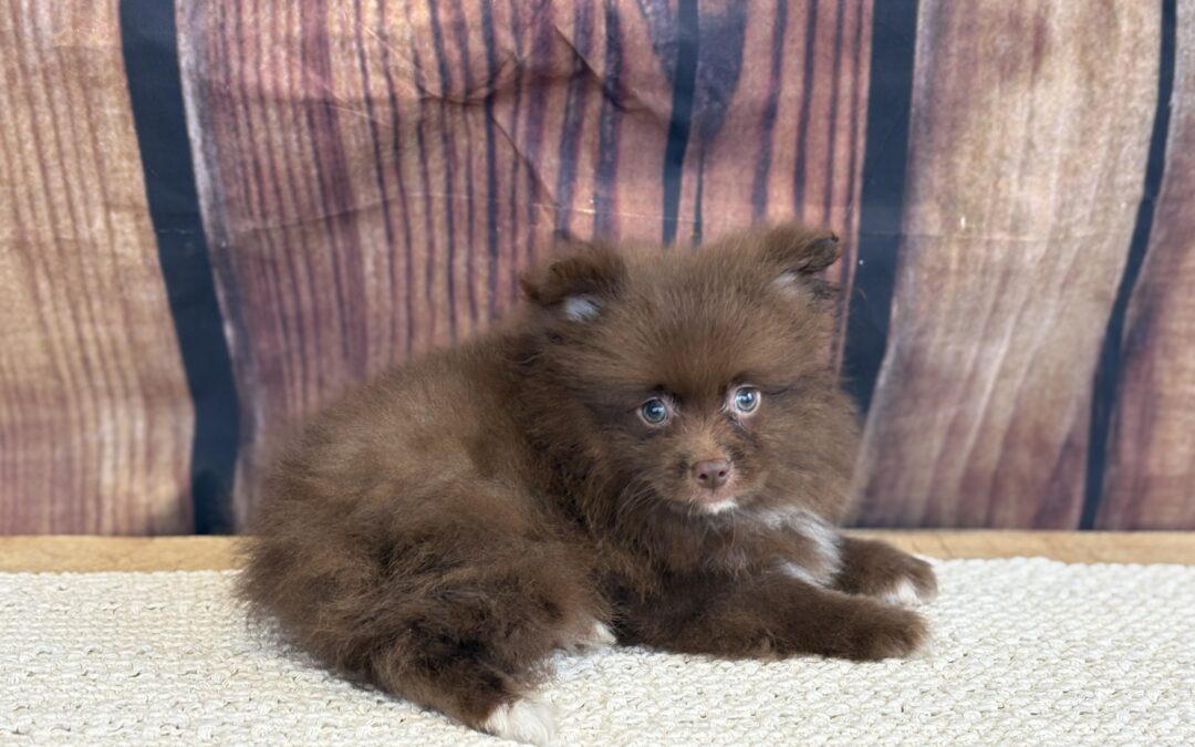 MALE POMERANIAN PUPPY