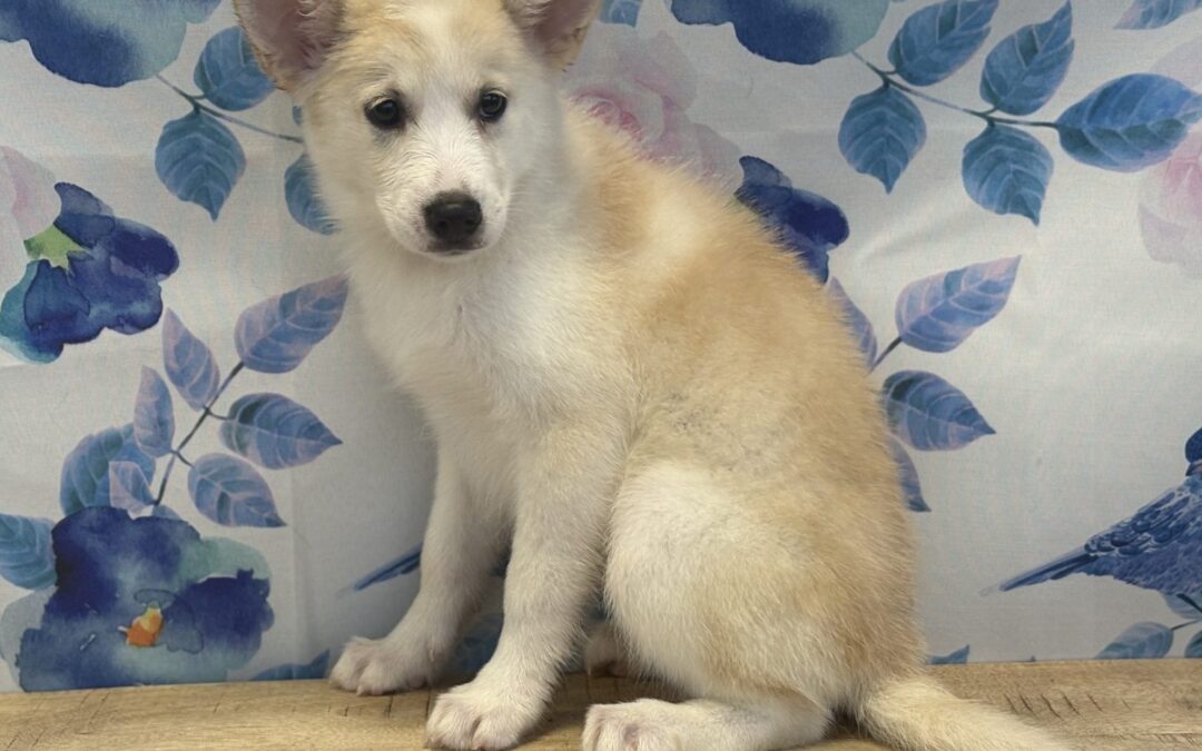 FEMALE POMSKY PUPPY