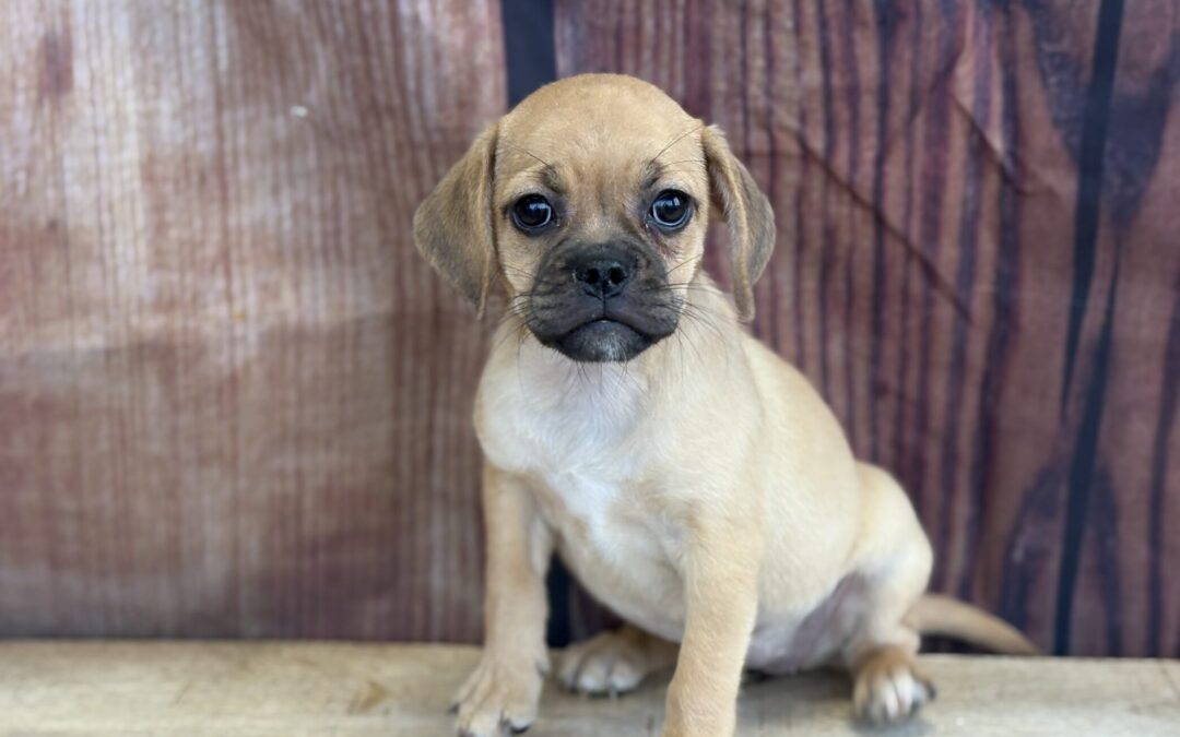FEMALE PUGGLE PUPPY